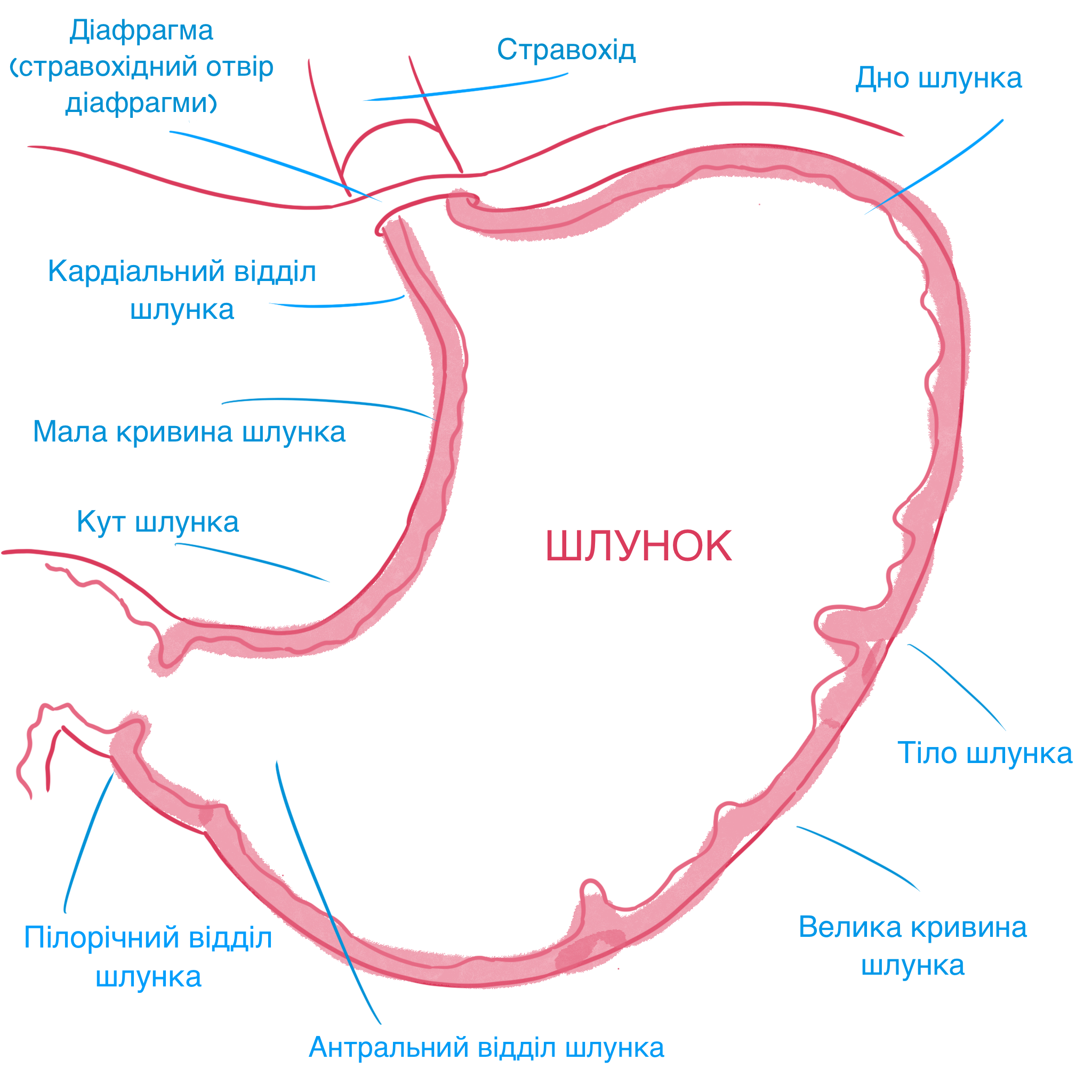 IMG_0111.png