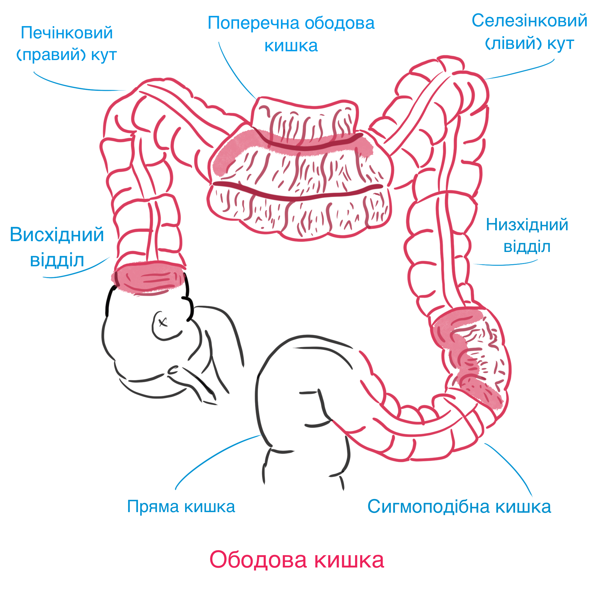 IMG_0137.png