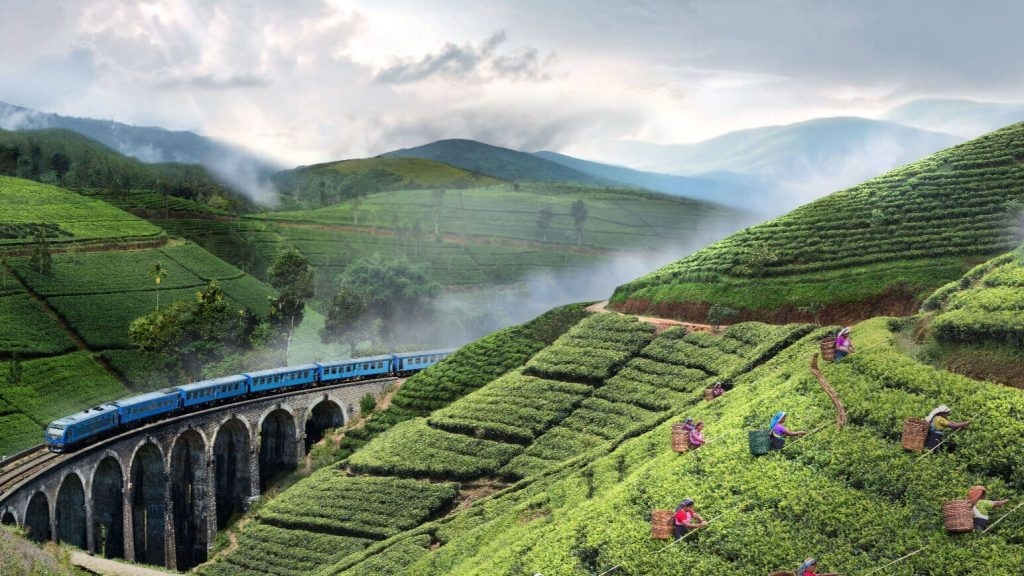 Ceylon_tea
