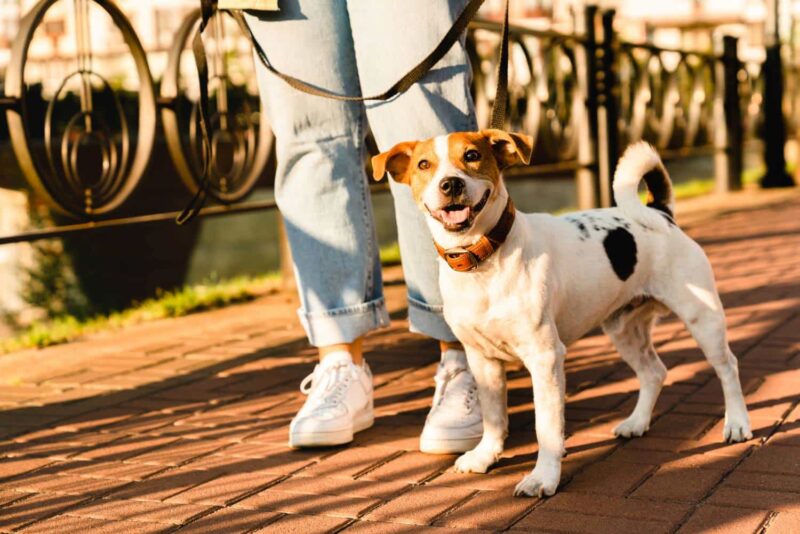 up-pet-care-adoption-cropped-portrait-of-a-little-cu-2023-11-27-05-17-24-utc-800x534.jpg
