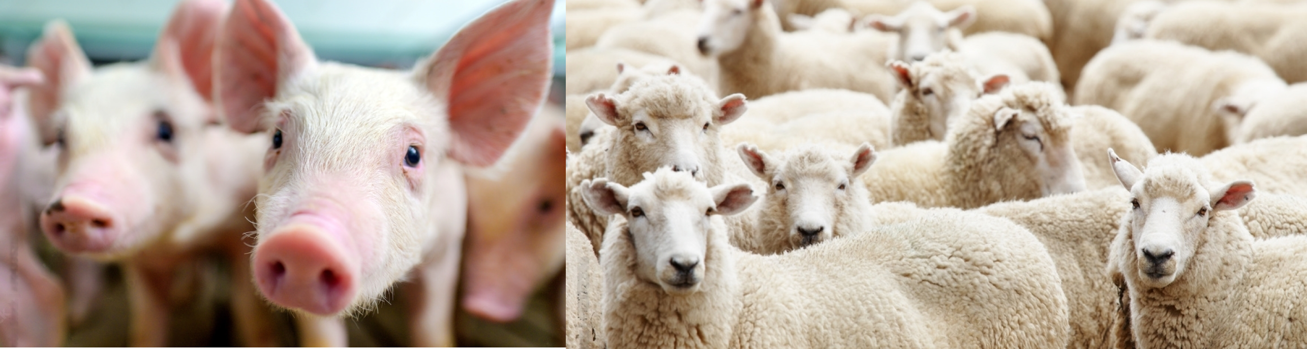 Sheeps_and_pigs.png