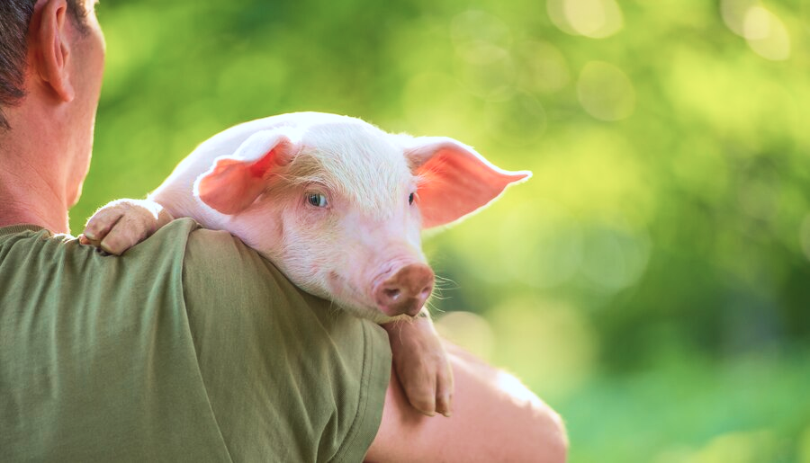 happy-young-pig-owners-hands-green-meadow-concept-love-nature-vegan-vegetarian_288539-623_1